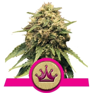Special Queen 1  od Royal Queen Seeds nasiona marihuany