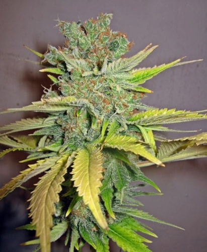 California Orange