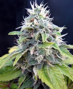 Jack Herrer od Seedsman nasiona marihuany