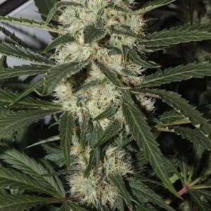 Silver Haze od Amaranta Seeds nasiona marihuany