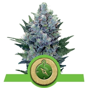 Northern Light Auto od Royal Queen Seeds nasiona marihuany