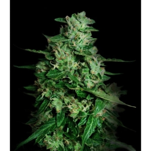 Northern Delights Auto od Vip Seeds nasiona marihuany