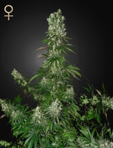White Strawberry Skunk od Strain Hunters nasiona marihuany
