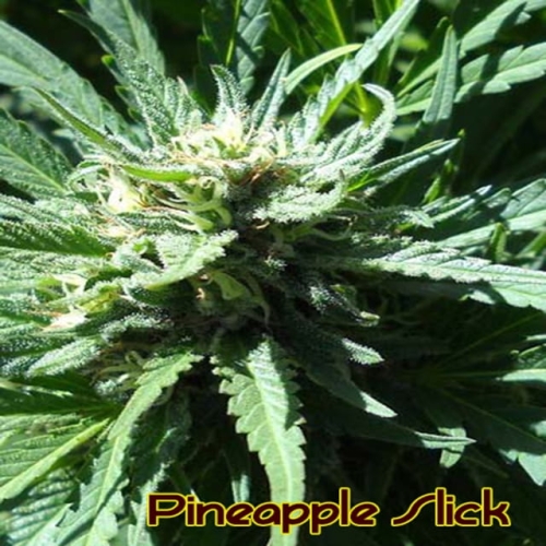 Pineapple Slick