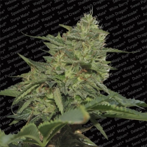 Original Cheese od Paradise Seeds nasiona marihuany