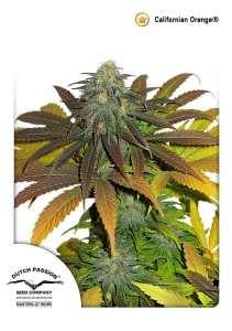 Californian Orange od Dutch Passion nasiona marihuany