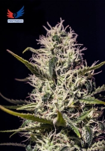 One Love Haze od Positronics nasiona marihuany