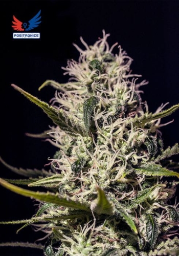 One Love Haze
