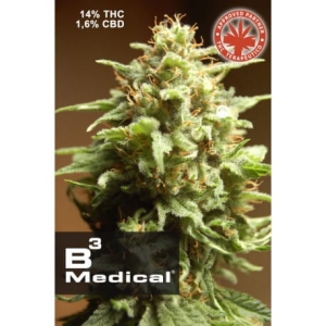 B3 Medical od Pure Seeds nasiona marihuany