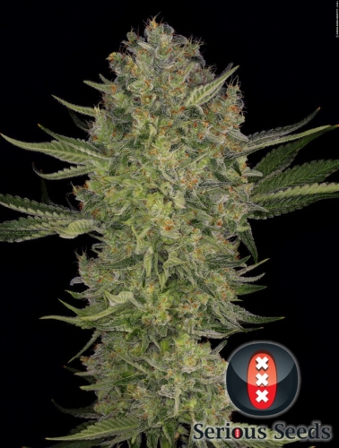 Serious Kush