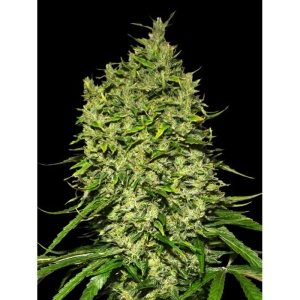 Auto Afghani od Vip Seeds nasiona marihuany