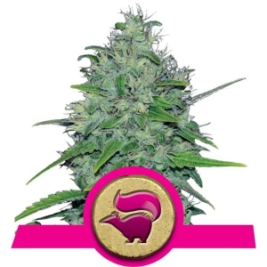 Skunk XL  od Royal Queen Seeds nasiona marihuany