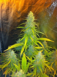 Mexican Haze od CBD Seeds nasiona marihuany