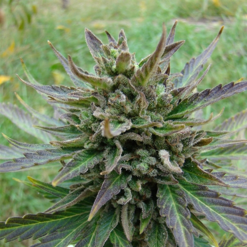Kickass Auto (B. Lee Auto)