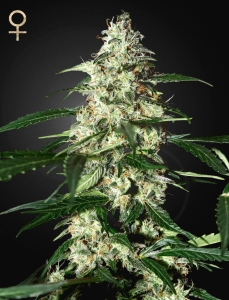 Skunk Auto od Strain Hunters nasiona marihuany