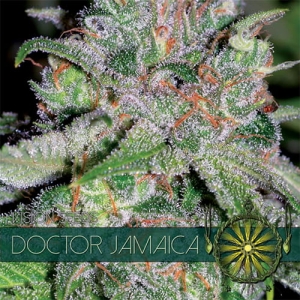 Doctor Jamaica od Vision Seeds nasiona marihuany