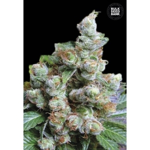 NBA Diesel od Bulk Seed Bank nasiona marihuany