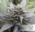 Skywalker