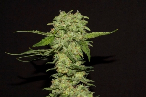 Portela od R-Kiem Seeds nasiona marihuany