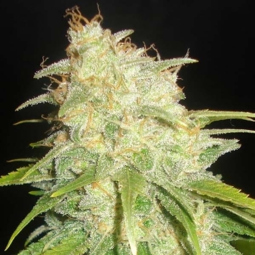 Critical Yumbolt