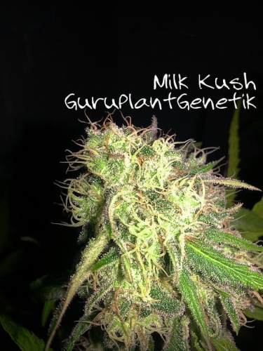 Kush Milk