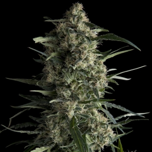 Galaxy CBD od Pyramid Seeds nasiona marihuany
