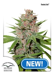 Passion Fruit® od Dutch Passion nasiona marihuany