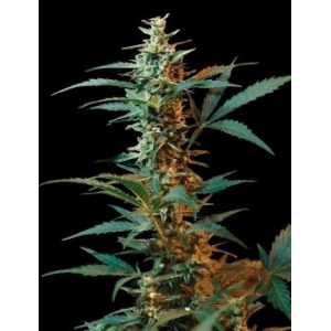 Nordika Auto od Seeds of Life nasiona marihuany