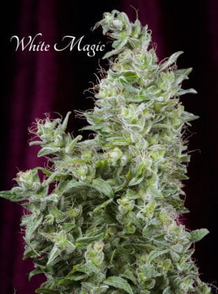White Magic