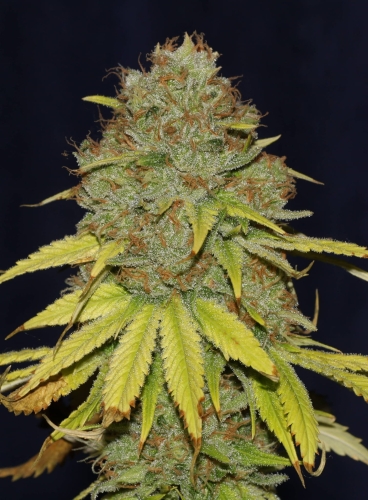 Jack Herer Fast