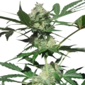 Northern Light Auto