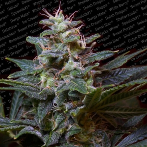 Sweet Purple od Paradise Seeds nasiona marihuany