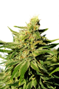 BCN Diesel CBD od Kannabia Seed nasiona marihuany