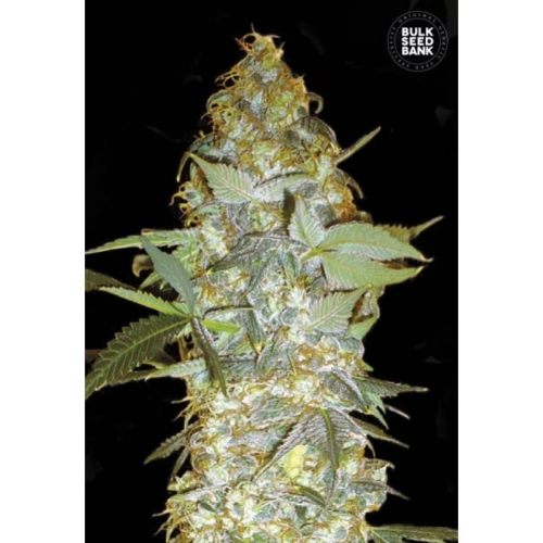 Euforia Special