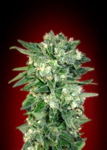 Auto Kaya 47 od Advanced Seeds nasiona marihuany