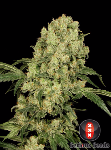 AK 47