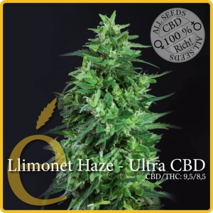 Llimonet Haze CBD od Elite Seeds nasiona marihuany
