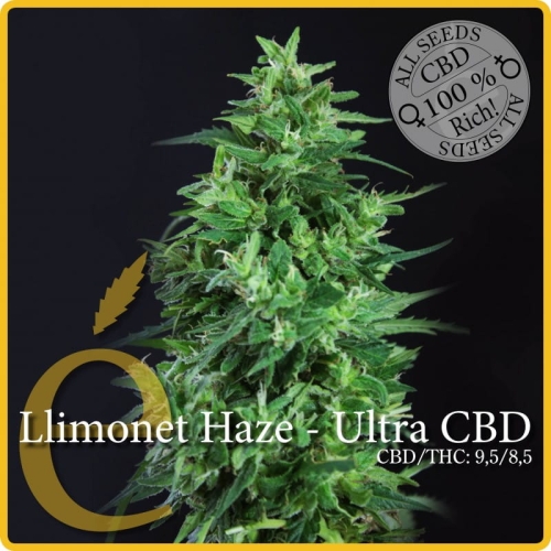 Llimonet Haze CBD