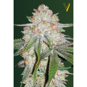Chocolope od Victory Seeds nasiona marihuany