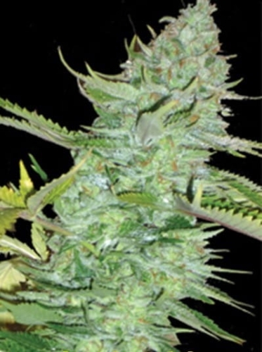 Skunk Afghani
