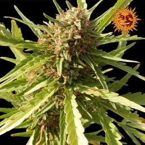 Red Cherry Berry od Barney's Farm nasiona marihuany