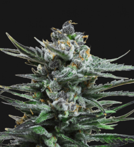 Blue Acid Auto od Kalashnikov Seeds nasiona marihuany