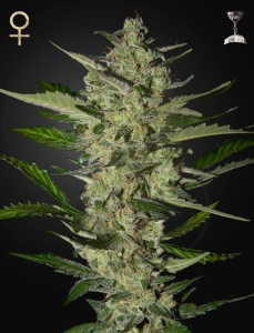 Flowerbomb Kush od Strain Hunters nasiona marihuany