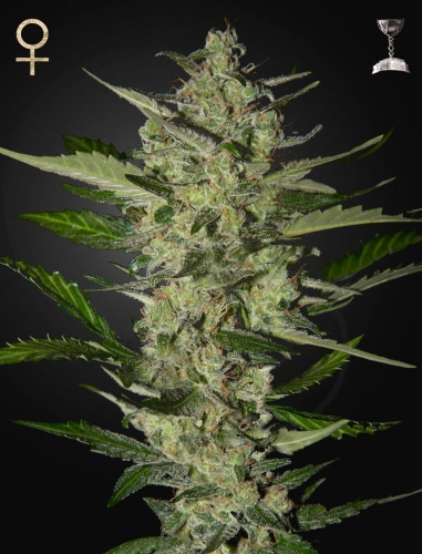 Flowerbomb Kush