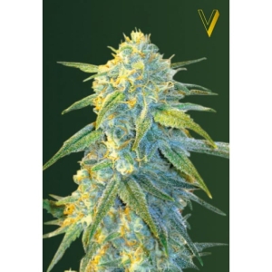 Northern Light od Victory Seeds nasiona marihuany