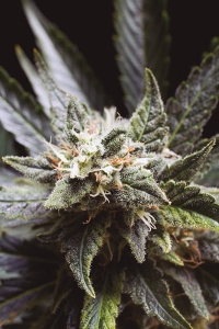 Little Haze od Baskaly nasiona marihuany