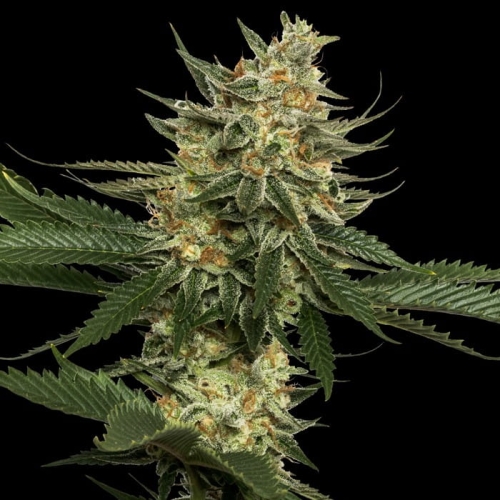 Tangie