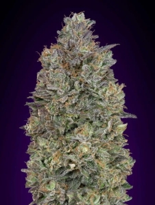 Critical Purple Kush od Advanced Seeds nasiona marihuany