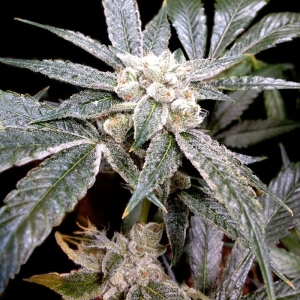 El Fuego od Grow Your Own nasiona marihuany