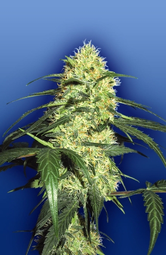 Dutch Delight